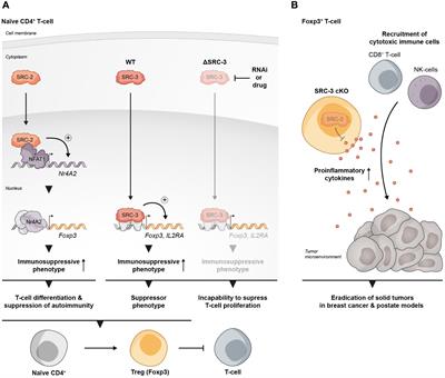 Steroid receptor coactivators in Treg and Th17 cell biology and function